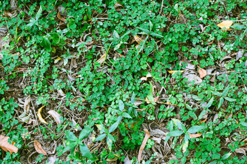 Fresh Green Leaves in Natural Light. Eco-Friendly Nature Background for Environmental Themes. Lush Green Foliage Closeup. Sustainable Plant Life and Clean Earth Concept Photography. Natural Green Leaf