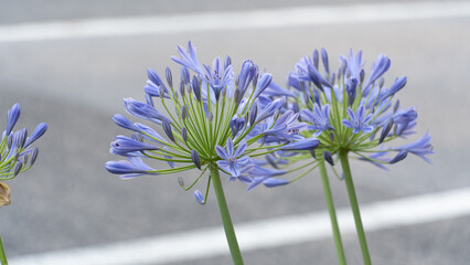 Agapanthus praecox