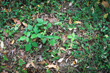 Fresh Green Leaves in Natural Light. Eco-Friendly Nature Background for Environmental Themes. Lush Green Foliage Closeup. Sustainable Plant Life and Clean Earth Concept Photography. Natural Green Leaf