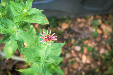 Delicate Wildflowers Wilting Under Harsh Sunlight During Dry Season. Close-Up of Drought-Stressed Blooms in Barren Landscape. Flowers Resilient in Arid Climate – Nature's Strength in Dry Weather