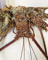 Live spiny lobsters laid over white ice.