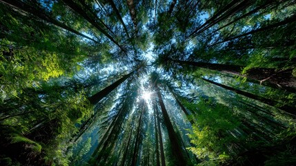 Forest canopy with sunlight