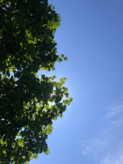 Fototapeta premium View of Blue Sky and Trees from a Picnic Blanket on a Breezy Summer Day