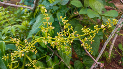 Mango tree flower buds starting to bloom