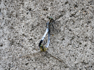 塩辛トンボの交尾