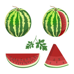 Set of watermelon whole,cut,slices,watermelon leaves,isolated on a white background.Vector illustration.