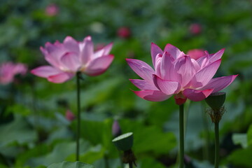 Obraz premium 神聖な花