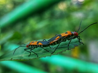 red cotton bugs mating