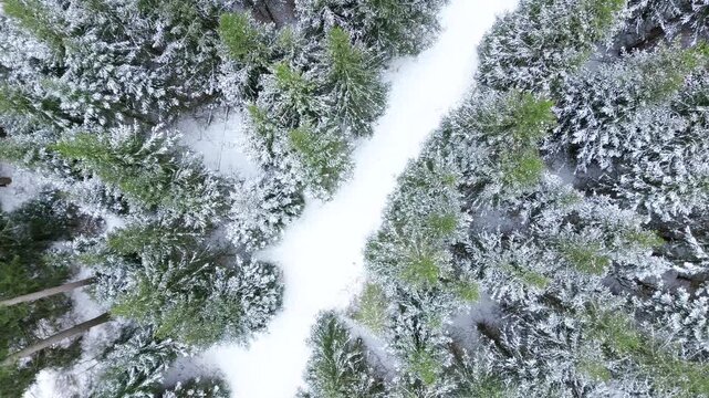 arctic snow covered path way in middle of fir tree forest, winter scene landscape, top down view