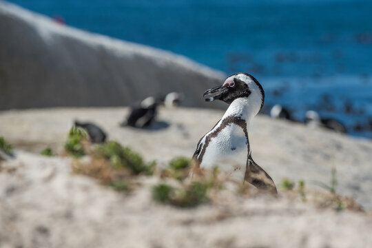 An African penguin (Spheniscus demersus) on the beach in Boulders Beach, Cape Town, South Africa