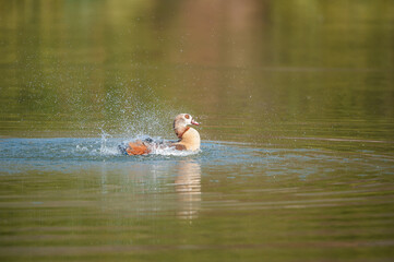 Fototapeta premium An Egyptian goose (Alopochen aegyptiaca) lands in a pond