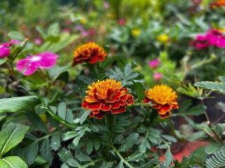 High-quality images of vibrant colorful flowers and decorative plants in full bloom – perfect for garden, balcony, or terrace décor. A visual treat of nature’s beauty and greenery