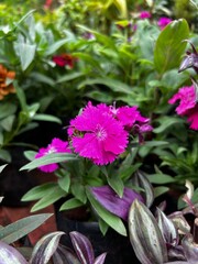 High-quality images of vibrant colorful flowers and decorative plants in full bloom &ndash; perfect for garden, balcony, or terrace d&eacute;cor. A visual treat of nature&rsquo;s beauty and greenery