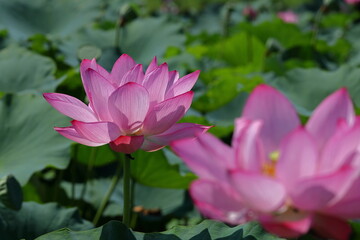 Obraz premium 神聖な花
