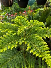 High-quality images of vibrant colorful flowers and decorative plants in full bloom – perfect for garden, balcony, or terrace décor. A visual treat of nature’s beauty and greenery