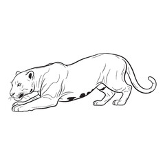 Minimal Jaguar Line Art – Jaguar Vector Illustration Artistic Drawing with Smooth Lines – Jaguar Drawing – Line Art Drawing of Jaguar – Jaguar Icon

