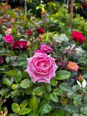 High-quality images of vibrant colorful flowers and decorative plants in full bloom – perfect for garden, balcony, or terrace décor. A visual treat of nature’s beauty and greenery