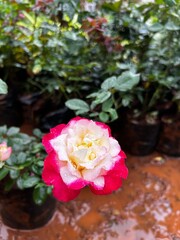 High-quality images of vibrant colorful flowers and decorative plants in full bloom – perfect for garden, balcony, or terrace décor. A visual treat of nature’s beauty and greenery