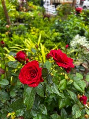 High-quality images of vibrant colorful flowers and decorative plants in full bloom – perfect for garden, balcony, or terrace décor. A visual treat of nature’s beauty and greenery