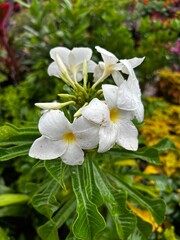 High-quality images of vibrant colorful flowers and decorative plants in full bloom – perfect for garden, balcony, or terrace décor. A visual treat of nature’s beauty and greenery