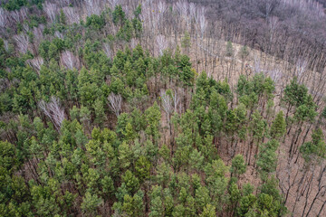 Aerial drone photo of forest complex in Bialoleka border district of Warsaw, Poland