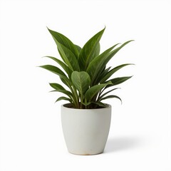 A detailed desktop plant in a pot