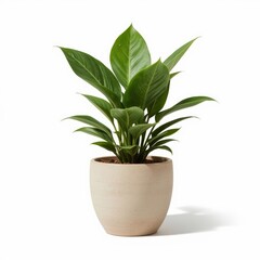 A detailed desktop plant in a pot