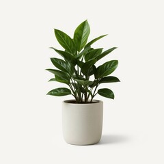 A detailed desktop plant in a pot