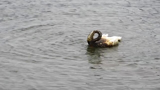 a white swan fights for his life because of an oil spill
