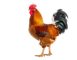 Fototapeta premium Rooster, profile view