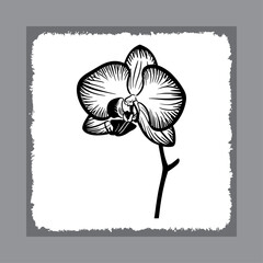 Stylized Orchid Blossom with Fine Lines