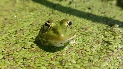 frog in the pond