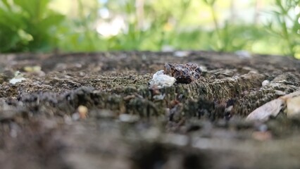 old stump