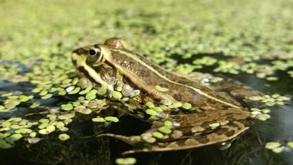 frog in a duck's nest