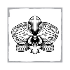 Hand-Drawn Phalaenopsis Flower Illustration