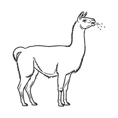 Fototapeta premium Detailed Llama Line Art – Llama Vector Drawing with Signature Curved Neck – Llama Drawing – Vector of Llama – Llama Outline