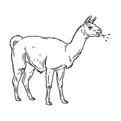 Naklejka premium Calm Llama Line Art – Llama Vector Outline Drawing with Simplified Slender Legs – Llama Drawing – Vector of Llama – Llama Outline