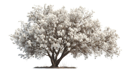 Obraz premium tree isolated on white background