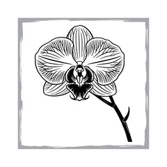 Hand-Drawn Phalaenopsis Flower Illustration