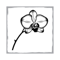 Hand-Drawn Phalaenopsis Flower Illustration