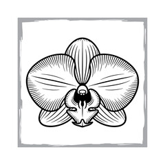 Detailed Orchid Sketch in Monochrome