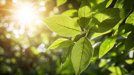 Bright sunlit leaves in a lush forest