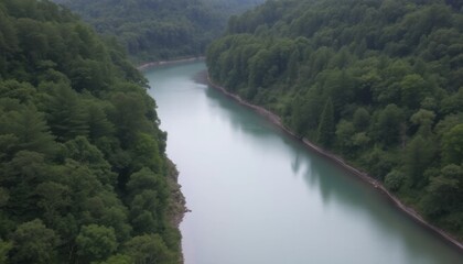 Tranquil river flows through a lush green forest