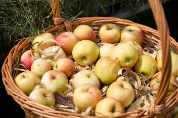 basket of apples