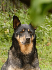 A detailed portrait of a black and tan dog with perked ears and a serious expression.