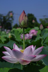 神聖な花