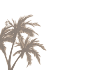 Two stylized palm trees against a black background.  Detailed outlines of the leaves and trunks in muted beige tones.  Slight red accents define the edges of the fronds