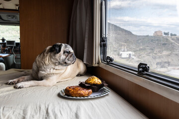 Pug Resting Inside Camper Van with Pastries Nearby. Pet Nutrition and Sweet Food Awareness for Dogs