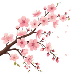 Pink cherry blossom branches on black background sakura