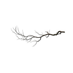 Fototapeta premium silhouette of a tree